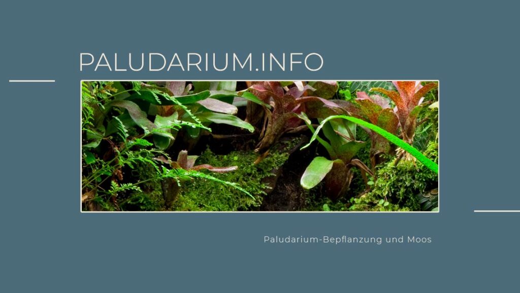 Paludarium-Bepflanzung und Moos - Pflanzen und Moose in einem Paludarium