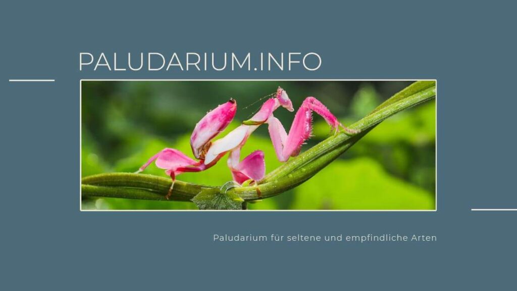 Paludarium für seltene und empfindliche Arten - Orchideenmantis, auch Kronenfangschrecke genannt auf einem Blatt